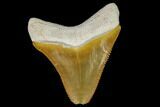 Serrated, Fossil Megalodon Tooth - Florida #110428-1